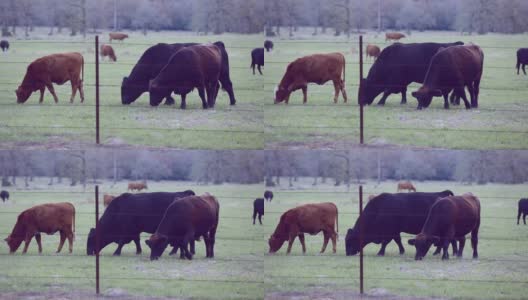 自由放养的肉牛，包括公牛、母牛和小牛，高清在线视频素材下载