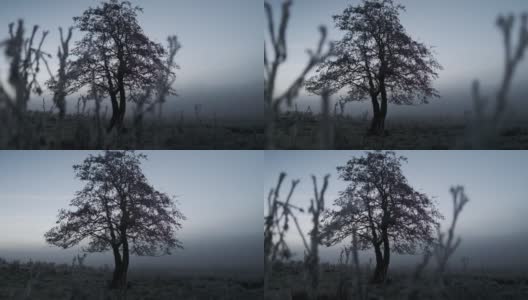 霜冻覆盖的树在冬天的田野在黎明高清在线视频素材下载