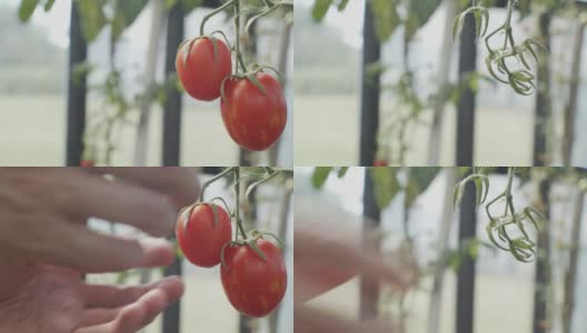 农民收获成熟番茄高清在线视频素材下载