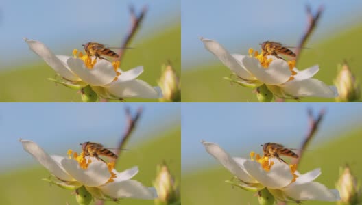 食蚜蝇、花蝇或食蚜蝇，昆虫科食蚜蝇。它们伪装成危险的昆虫黄蜂和蜜蜂。许多种类的成虫主要以花蜜和花粉为食。高清在线视频素材下载