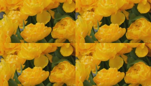 在春天的花园里，细看花瓣盛开的黄花般的郁金香。郁金香田近距离观察荷兰，荷兰高清在线视频素材下载