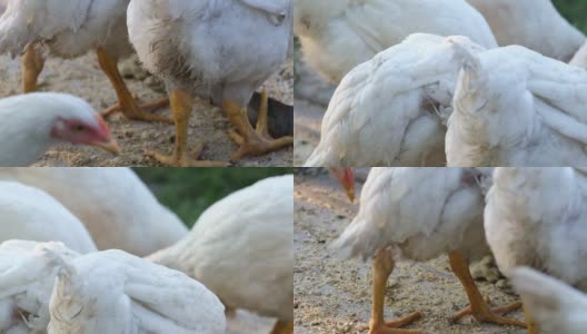 有白色羽毛和红色喙的一群白色的鸡高清在线视频素材下载