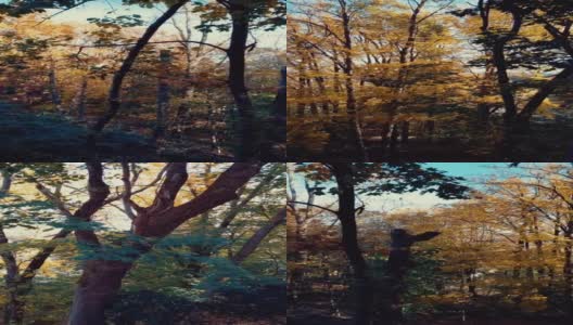 垂直秋天的后院树木繁茂高清在线视频素材下载