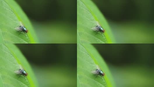 一只苍蝇，它的身体是墨绿色的，微微有光泽，有着薄薄的透明的翅膀，背景是模糊的绿色叶子高清在线视频素材下载