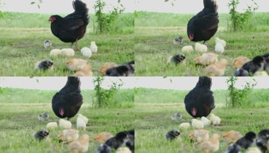 小鸡带着小鸡在花园里散步。高清在线视频素材下载