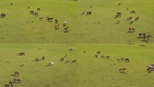 在蒙古的山地牧场放牧高清在线视频素材下载
