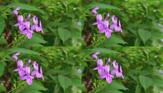 4K，紫色的花在盛开与绿色的左背景高清在线视频素材下载