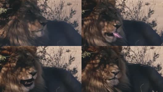 非洲野生雄狮高清在线视频素材下载