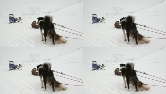 雪橇犬队雪橇犬、爱斯基摩雪橇犬在北极休息。高清在线视频素材下载