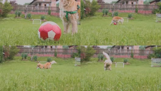狗主人踢着球，金毛猎犬在后面追着玩高清在线视频素材下载
