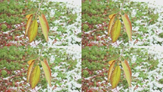 秋天的鸟-樱桃树的叶子高清在线视频素材下载
