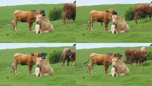 阳光灿烂的日子里，牛在田野里吃草高清在线视频素材下载