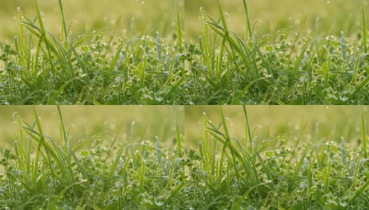 草地的背景。高清在线视频素材下载