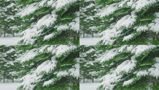 32、杉树枝头，雪花落在公园里高清在线视频素材下载