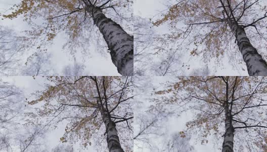 黄叶桦树，运动02高清在线视频素材下载