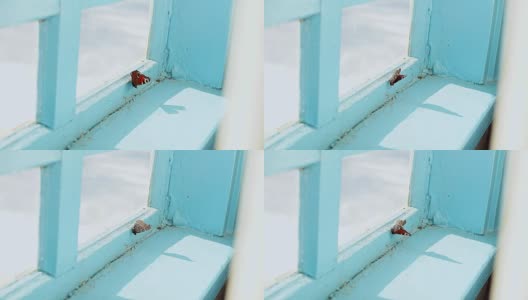 锁在屋里的孔雀蝶，在老房子的窗户上飞舞。高清在线视频素材下载