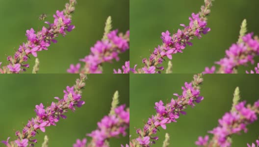 春天粉红色的花朵上飞着蜜蜂在采蜜高清在线视频素材下载