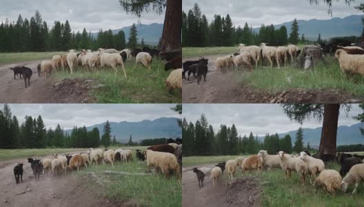 农村和羊。景观山。高清在线视频素材下载