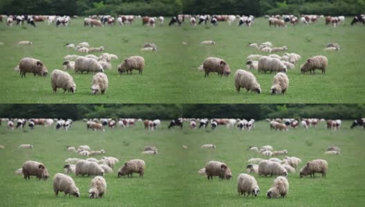 一群羊和牛高清在线视频素材下载