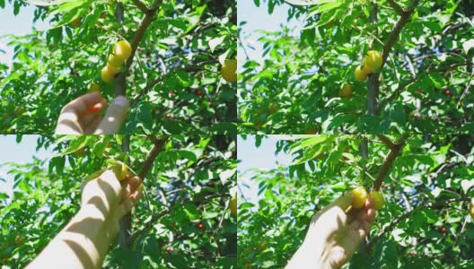 农夫的手摘下了一颗成熟的李子。水果、樱桃、李子和五颜六色的树枝在阳光明媚的花园里随风摇摆。有选择性的重点。高清在线视频素材下载