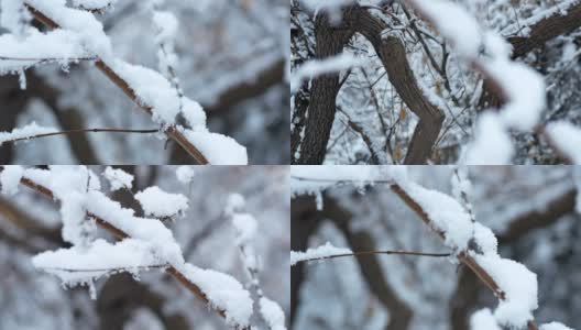 树过雪，枝上积雪高清在线视频素材下载