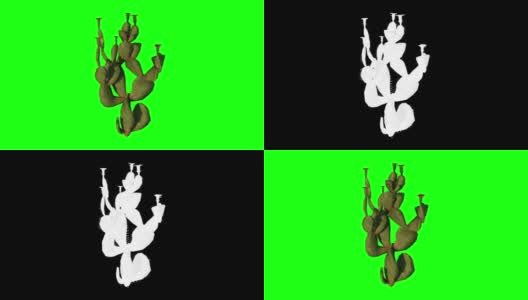 包括Beavertail Cactus Animation Alpha素材高清在线视频素材下载