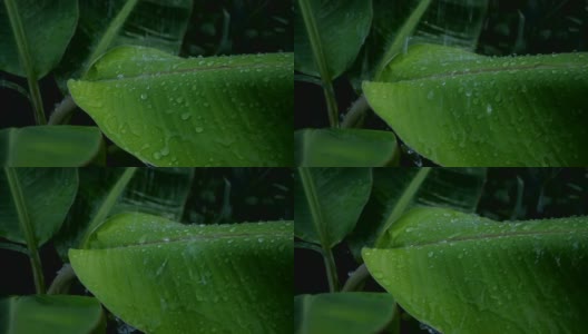 雨滴和芭蕉叶的慢动作视频高清在线视频素材下载