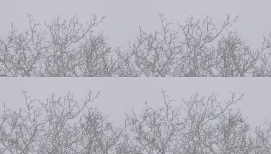 树枝从风和雪中移动高清在线视频素材下载