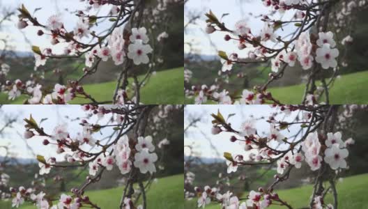 盛开的樱桃李树和美丽的花朵在树枝上高清在线视频素材下载