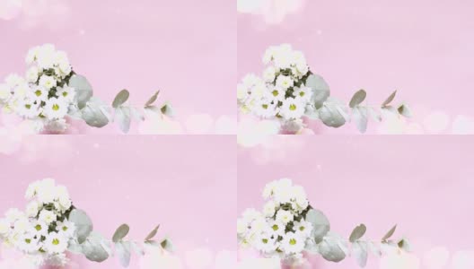 白色菊花和一根桉树枝在粉红色的背景与亮片和散焦。花视频模板。高清在线视频素材下载