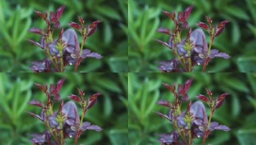 绿色的蚜虫栖息在玫瑰的花蕾上高清在线视频素材下载