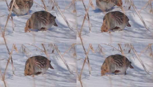 鸟-灰鹧鸪(Perdix Perdix)在雪中走在干燥的草地上，吃去年的种子。高清在线视频素材下载