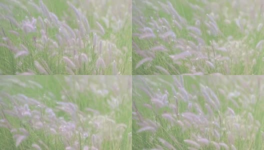 近距离的干草花流与风在冬季结束通过夏季季节，美丽的概念和背景高清在线视频素材下载