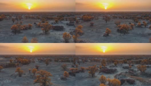 日落时分的沙漠，到处都是胡杨林，非常奇妙高清在线视频素材下载