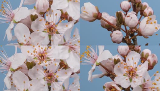 微距时间流逝杏树花盛开的蓝色背景特写高清在线视频素材下载