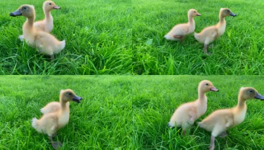 两只黄色的小鸭在绿色的草地上走着。家禽。在农场耕作。草地上的鸭子。健康的动物。鸟的保护。人与自然。农业和鹅。高清在线视频素材下载