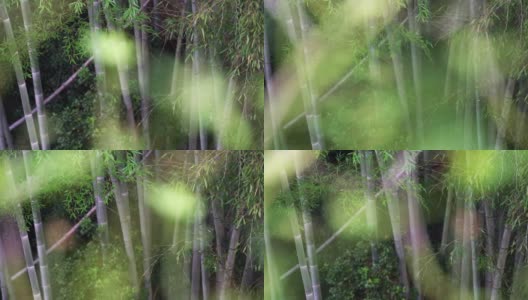 大的竹林高清在线视频素材下载
