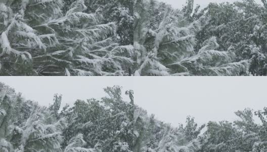 在冬天，松树被雪覆盖，从中间向天空倾斜高清在线视频素材下载