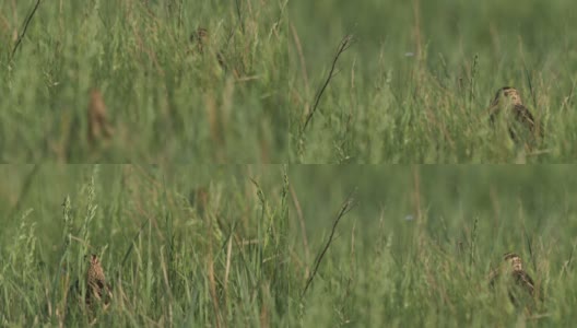 白俄罗斯，繁殖季节的大沙锥鸟高清在线视频素材下载