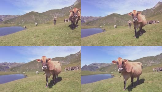 放牧牛群中的牛高清在线视频素材下载