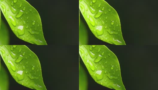 4K水滴在叶子上高清在线视频素材下载