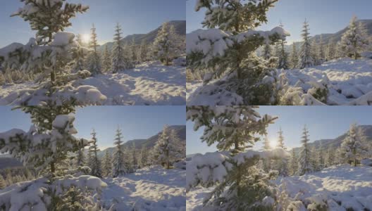 山上被雪覆盖的冬季云杉。镜头沿着树干移动，清晨的阳光穿过树枝。阳光灿烂的冬季景观高清在线视频素材下载