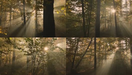 秋日山毛榉林中的晨雾。高清在线视频素材下载