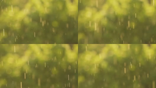 阳光下的雨，森林里的大雨，雨点纷纷落下高清在线视频素材下载