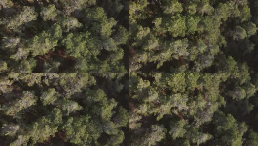 无人机拍摄的松树鸟瞰图高清在线视频素材下载