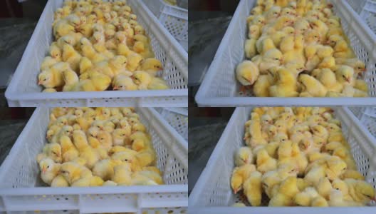 漂亮的毛绒绒的小鸡。养鸡场的塑料抽屉里有许多刚出生的黄色小鸡。鸡生产。高清在线视频素材下载