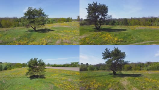 鸟瞰，在草地中有几根弯曲的树干的松树高清在线视频素材下载