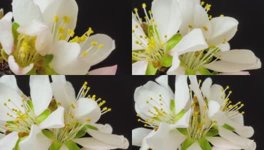 杏花盛开在一个水平时间推移4k视频黑色背景。放大梅花在春天开花的视频。高清在线视频素材下载