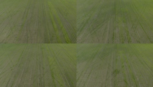 在春天的田野上飞翔。鸟瞰图的新鲜小麦幼苗在田间高清在线视频素材下载