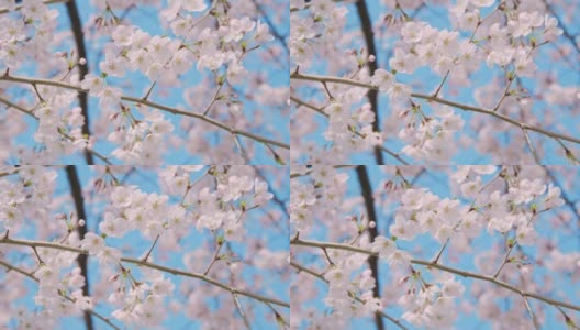 樱花盛开，蔚蓝的天空，春天的花见景象，定点相机高清在线视频素材下载